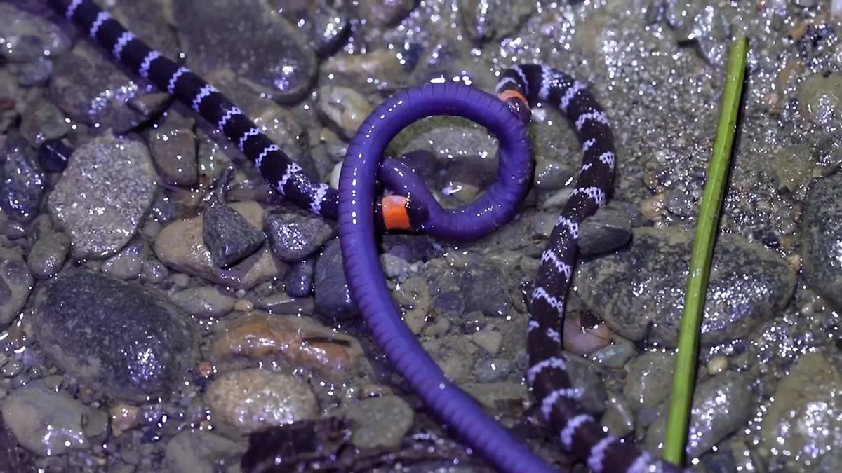 Unikátní souboj divokých hadů. První kamerou natočený případ kleptoparazitismu
